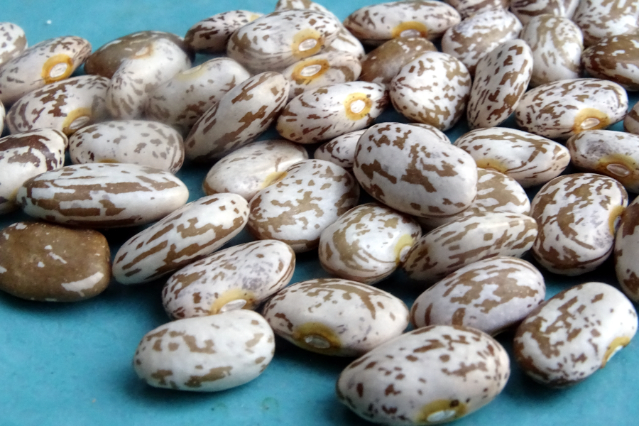 Cinco's pinto bean
